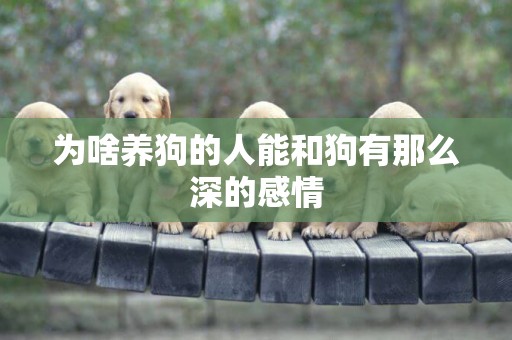 為啥養狗的人能和狗有那么深的感情