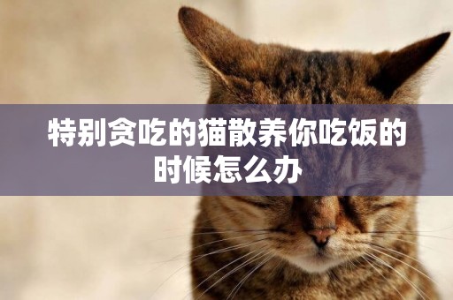 特別貪吃的貓散養你吃飯的時候怎么辦