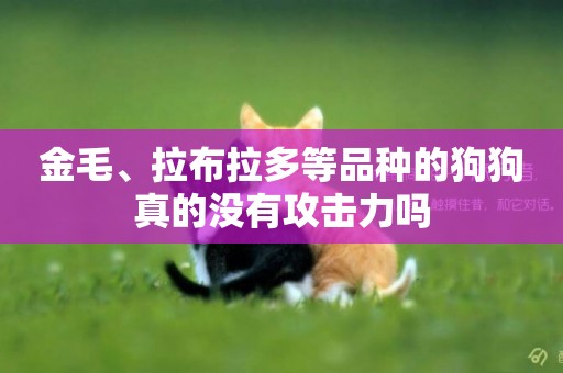 金毛、拉布拉多等品種的狗狗真的沒有攻擊力嗎