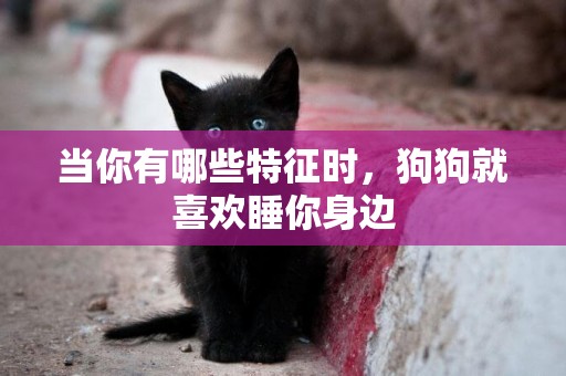 當你有哪些特征時，狗狗就喜歡睡你身邊