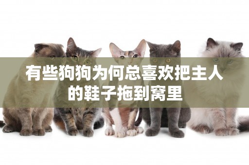 有些狗狗為何總喜歡把主人的鞋子拖到窩里