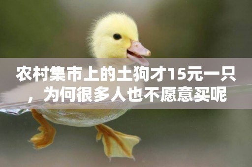 農村集市上的土狗才15元一只，為何很多人也不愿意買呢