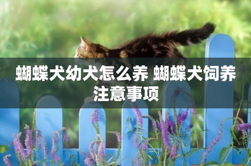 蝴蝶犬幼犬怎么養 蝴蝶犬飼養注意事項