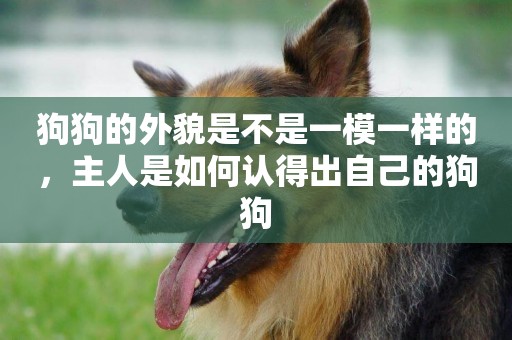 狗狗的外貌是不是一模一樣的，主人是如何認得出自己的狗狗