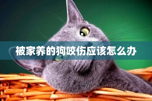 被家養的狗咬傷應該怎么辦
