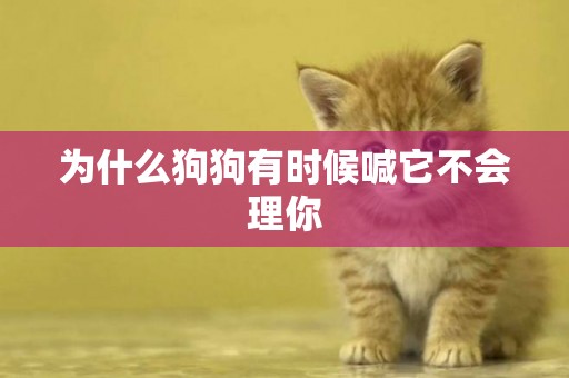 為什么狗狗有時候喊它不會理你