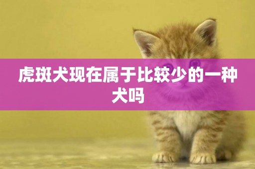 虎斑犬現在屬于比較少的一種犬嗎