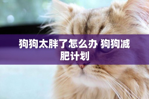 狗狗太胖了怎么辦 狗狗減肥計劃