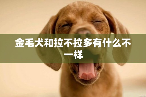 金毛犬和拉不拉多有什么不一樣