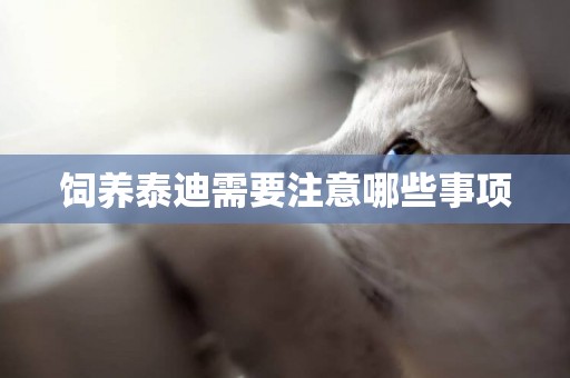 飼養泰迪需要注意哪些事項