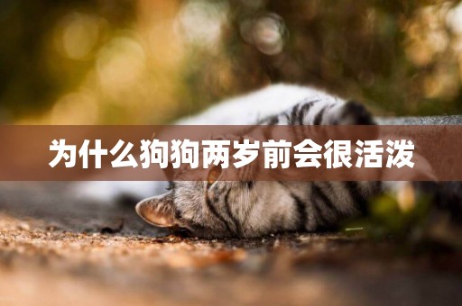 為什么狗狗兩歲前會很活潑