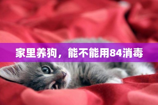 家里養狗，能不能用84消毒