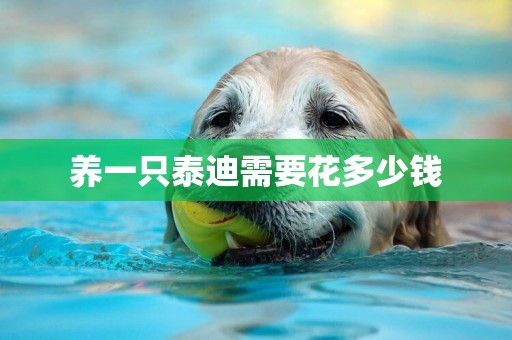 養一只泰迪需要花多少錢