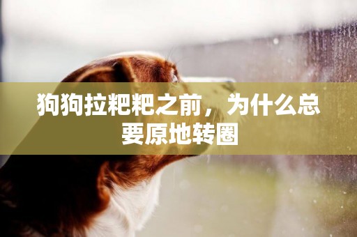 狗狗拉粑粑之前，為什么總要原地轉圈