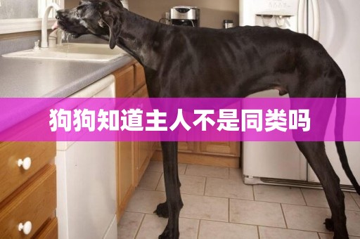 狗狗知道主人不是同類嗎