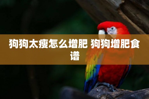 狗狗太瘦怎么增肥 狗狗增肥食譜