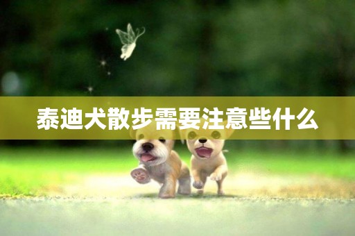 泰迪犬散步需要注意些什么