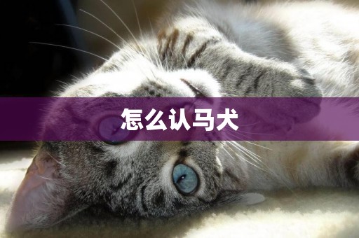 怎么認馬犬