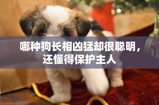 哪種狗長相兇猛卻很聰明，還懂得保護主人