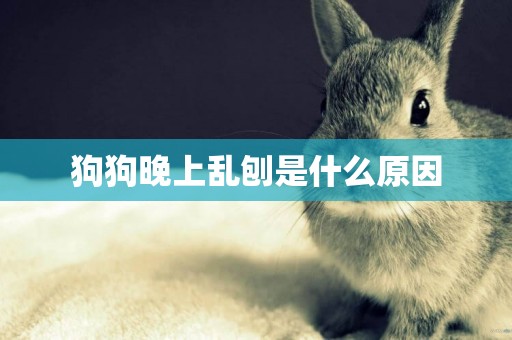 狗狗晚上亂刨是什么原因