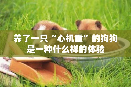 養了一只“心機重”的狗狗是一種什么樣的體驗