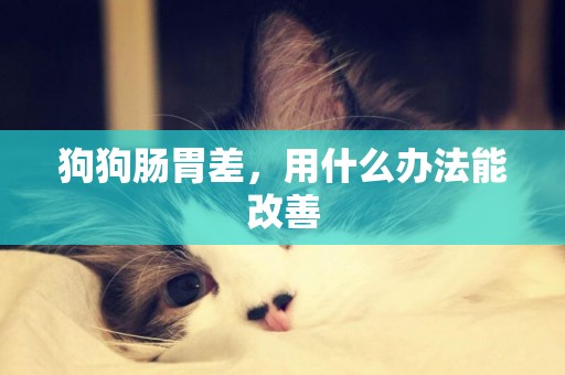 狗狗腸胃差，用什么辦法能改善