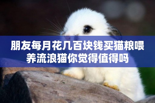 朋友每月花幾百塊錢買貓糧喂養流浪貓你覺得值得嗎
