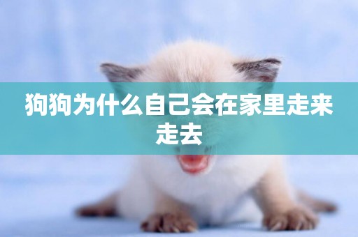 狗狗為什么自己會在家里走來走去