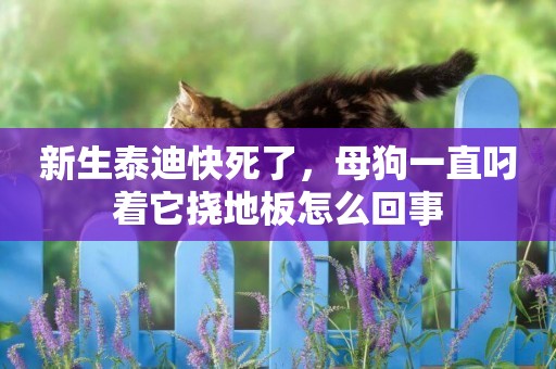 新生泰迪快死了，母狗一直叼著它撓地板怎么回事