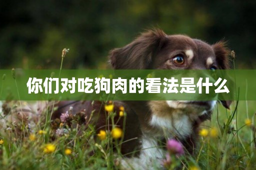 你們對吃狗肉的看法是什么