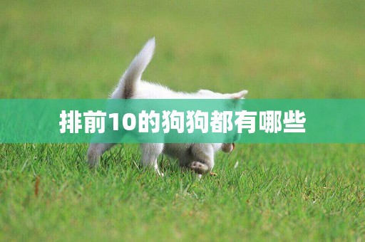 排前10的狗狗都有哪些