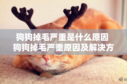 狗狗掉毛嚴重是什么原因 狗狗掉毛嚴重原因及解決方法