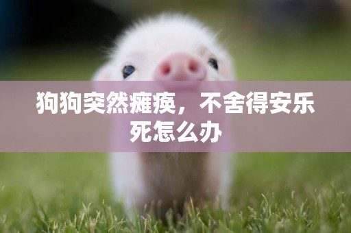 狗狗突然癱瘓，不舍得安樂死怎么辦