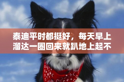泰迪平時都挺好，每天早上溜達一圈回來就趴地上起不來，是怎么回