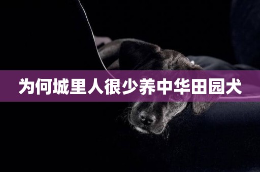 為何城里人很少養中華田園犬