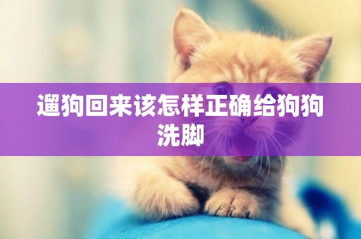 遛狗回來該怎樣正確給狗狗洗腳