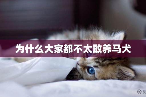 為什么大家都不太敢養馬犬