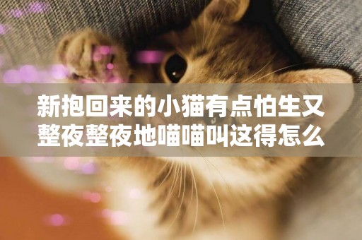 新抱回來的小貓有點怕生又整夜整夜地喵喵叫這得怎么辦才好快神經衰弱了