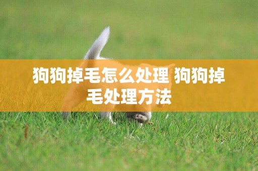 狗狗掉毛怎么處理 狗狗掉毛處理方法