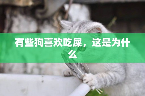 有些狗喜歡吃屎，這是為什么