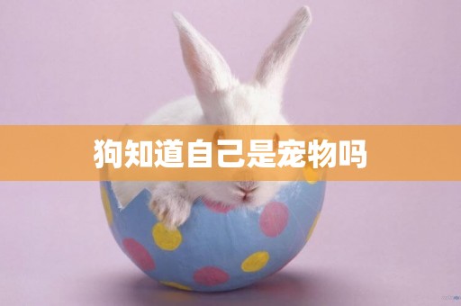 狗知道自己是寵物嗎