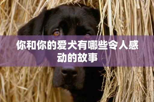 你和你的愛犬有哪些令人感動的故事
