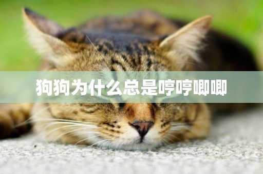 狗狗為什么總是哼哼唧唧
