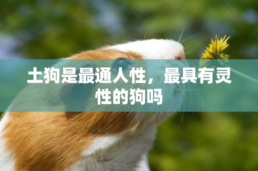 土狗是最通人性，最具有靈性的狗嗎