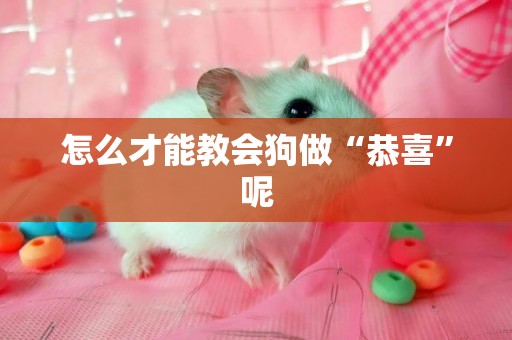 怎么才能教會狗做“恭喜”呢
