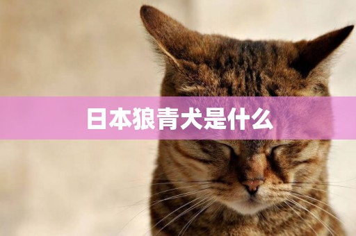 日本狼青犬是什么