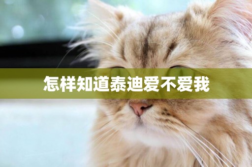怎樣知道泰迪愛不愛我