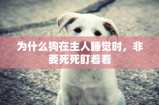 為什么狗在主人睡覺時，非要死死盯著看