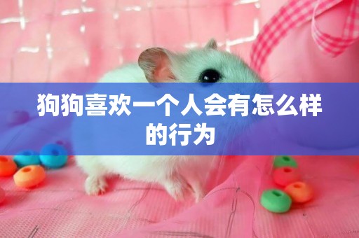 狗狗喜歡一個人會有怎么樣的行為