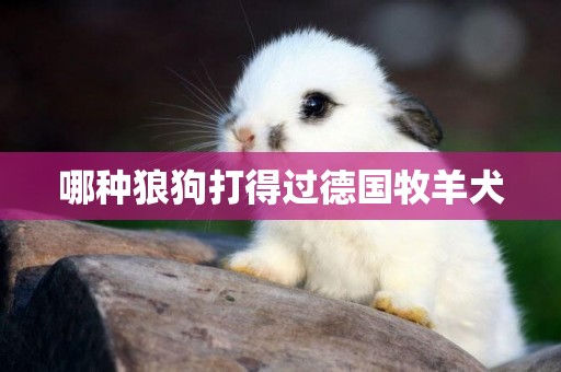 哪種狼狗打得過德國牧羊犬